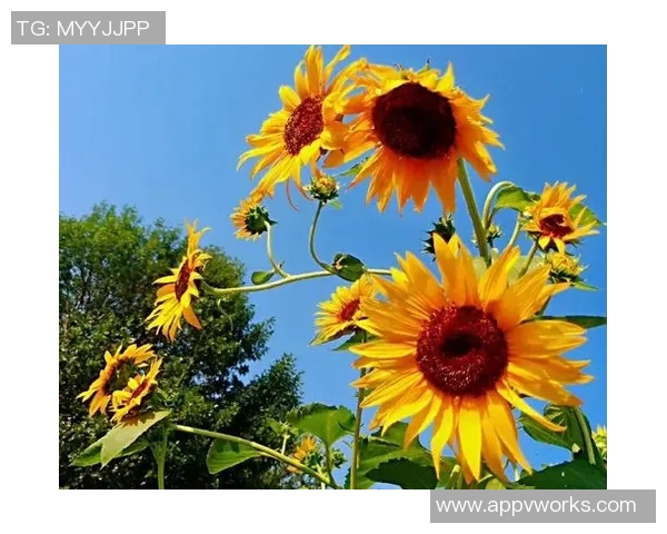 深圳街舞队默契配合的艺术探索与团队精神的深度剖析