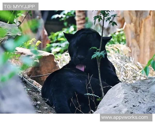 美洲虎与墨西哥美洲的巅峰对决精彩纷呈谁能笑到最后